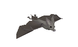 Bat