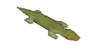 Crocodile