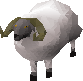 Ram