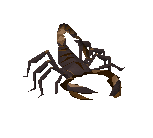 Scorpion