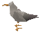 Seagull