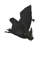 Warped bat