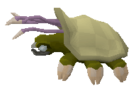 Warped Tortoise